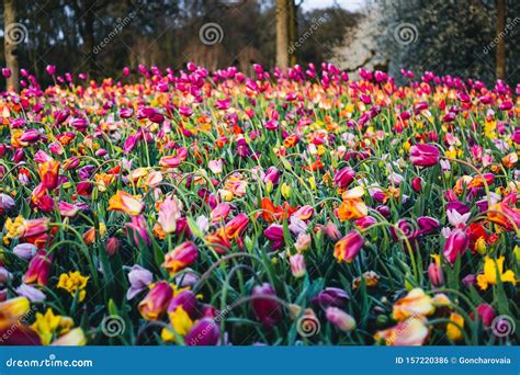 Colorful Tulips In Flower Garden In Holland Stock Photo Image Of
