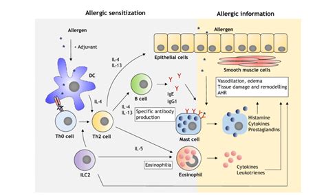 Mechanisms Of Allergy Induction In Murine Models During Allergic