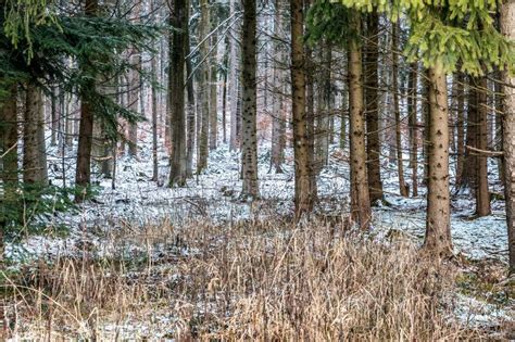 Snowy Clearing In The Middle Of The Winter Forest Stock Photo Image