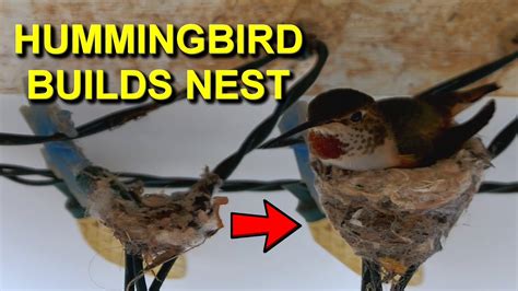 Watch Hummingbird Build Nest 3 Weeks Work In 4 Minutes Youtube