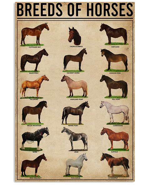 Top 20 Horse Breeds