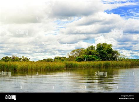 Wetlands In Nature Reserve Esteros Del Ibera National Park Colonia