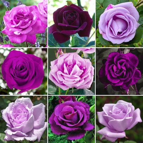 Purple Potted Rose Garden Plant For Sale Free Uk Delivery