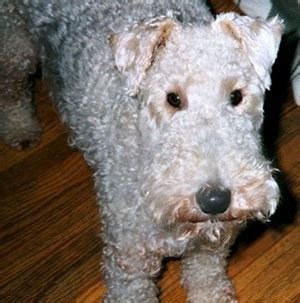 wire fox terrier dog breed information  pictures