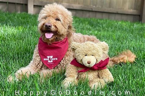 F1b goldendoodles are the offspring of a poodle and f1 goldendoodle. The Goldendoodle Teddy Bear Cut: So Adorable Your Heart ...
