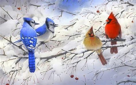 Winter Scene Bird Snow Winter Cardinal Hd Wallpaper Peakpx