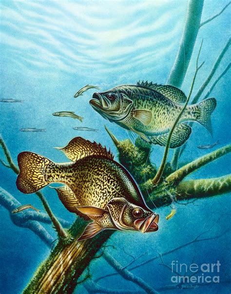 Crappie And Root Painting By Jon Q Wright Crappie Fishing Carp