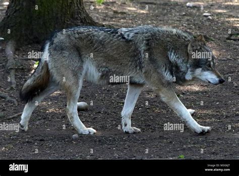 Europäischer Wolf Im Tierpark Hellabrunn München Stock Photo Alamy