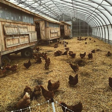 Organic chicken farming can be a profitable business for a small farm. Check out this awesome chicken coop from ...