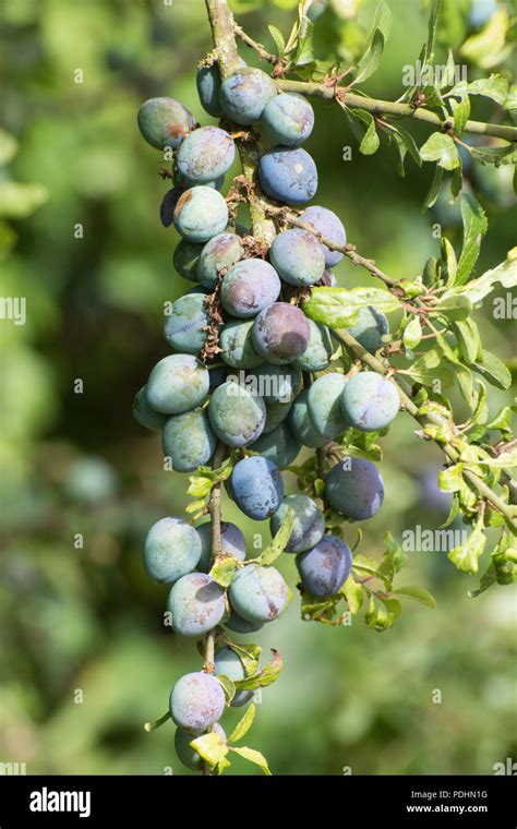 Sloes Sloe Berries On Blackthorn Prunus Spinosa During August In