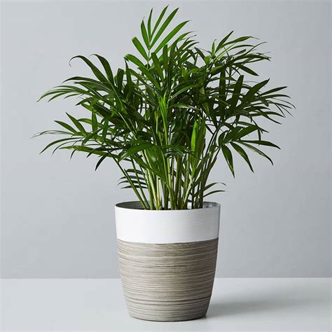 Wash your palms to the shower or sink every few weeks to keep the foliage clean and pest free. Parlor Palm Plant (Neanthe Bella Palm) | Plants.com