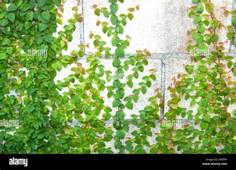 The Green Creeper Plant On The Wall Stock Photo Alamy