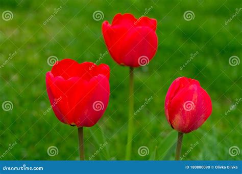 Three Red Tulips On A Background Of Fresh Green Grass In April Stock