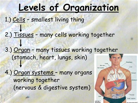 Ppt Chapter 1 Cells The Basic Units Of Life Powerpoint Presentation Id 6835433