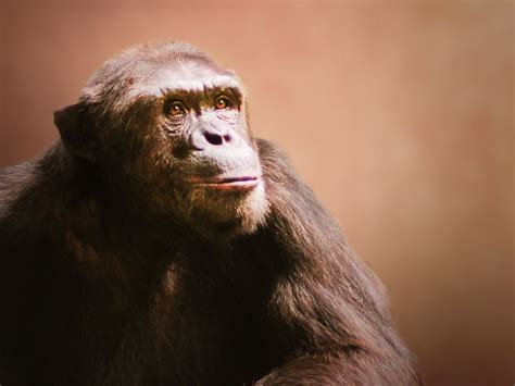 Portrait Of A Chimpanzee Chimpanzees Are Endangered They Are Our