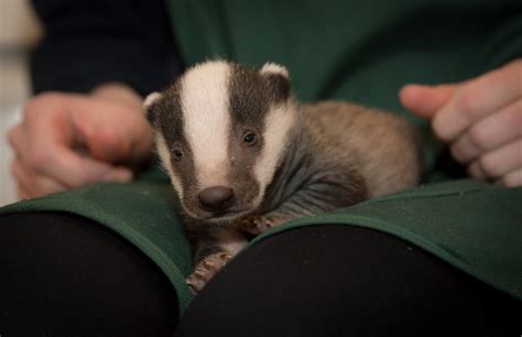 The Week In Wildlife In Pictures Baby Badger Badger Pose For The