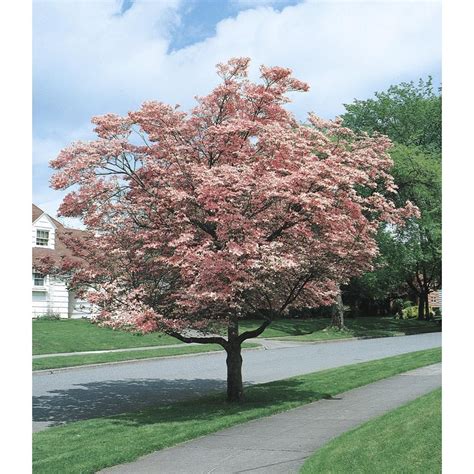 Flowering dogwood is recognized by most people for its spring floral display that can be white or pink. 2.25-Gallon Pink Flowering Dogwood Flowering Tree in Pot ...