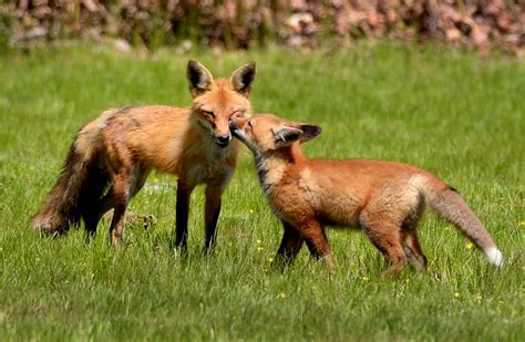 Frolicking Foxes The Boston Globe