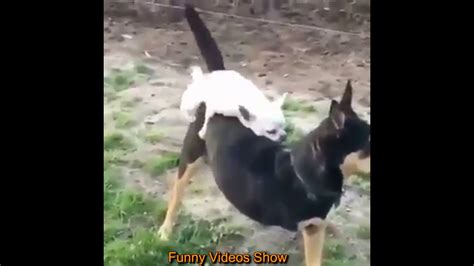 Funny Dog Mating With Other Animal Dogs Meet Different Animals Youtube