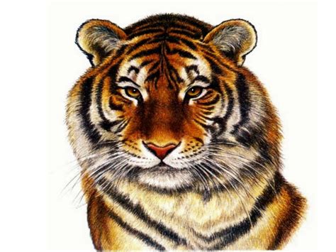 Tiger White Backgrounds Wallpaper Cave