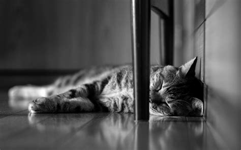 Animals Cat Monochrome Sleeping Wallpapers Hd Desktop