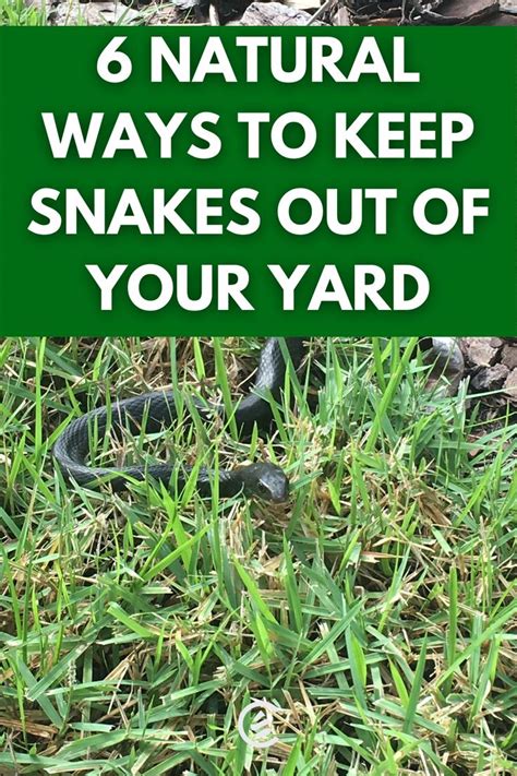 How To Keep Snakes Out Of Your Yard Naturally Cedarcide Keep Snakes