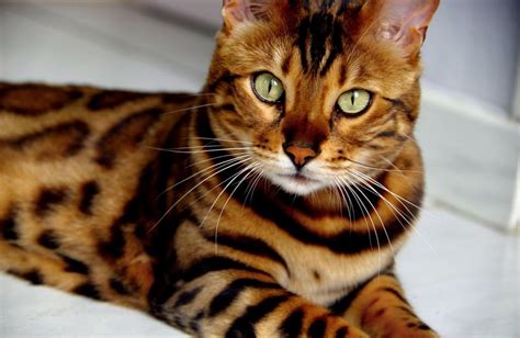 Леопардовый кот бенгальский описание породы особенности содержания