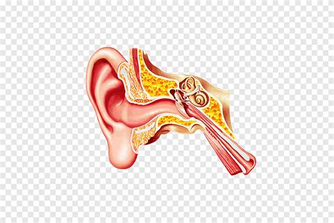 Middle Ear Eardrum Ear Canal Earwax Ear People Organ Png Pngegg