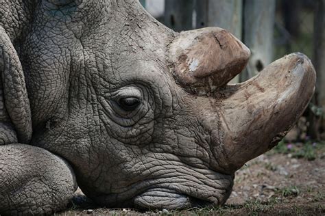 The Last Male Northern White Rhino Has Died The Washington Post