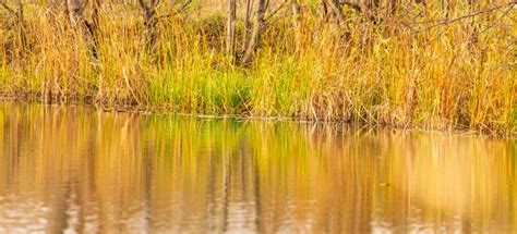 Grass And Reed With Reflection In The Pond Stock Photo Image Of Tree