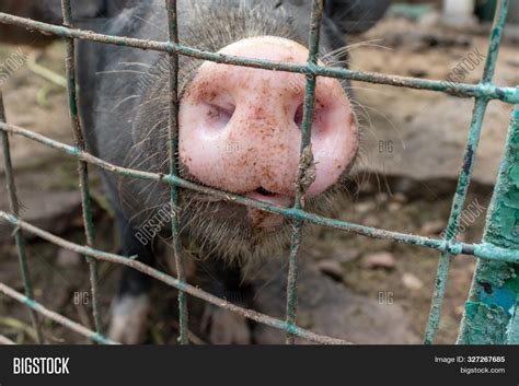 Dirty Pig Snout Nose Image And Photo Free Trial Bigstock