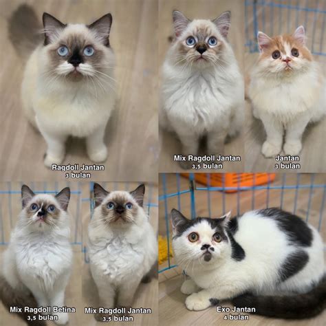 Jual Free Ongkir Sejawa Kucing Persia Kitten Ragdoll Himalaya Scottish Fold Persia Mediun