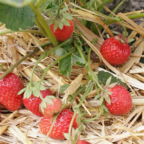 Lösen sie bei einer bestellung im august einen biogartenversand gutscheincodes ein und sie werden richtig bares geld sparen. Pin auf Pflanzzeit für Erdbeeren