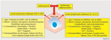 Acute Leukemias And Their Diagnosis Acute Myelocytic And Acute