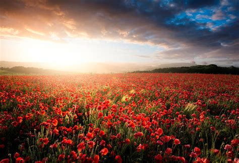 Flower Fields Of Bliss Beautiful Landscape Images Countryside