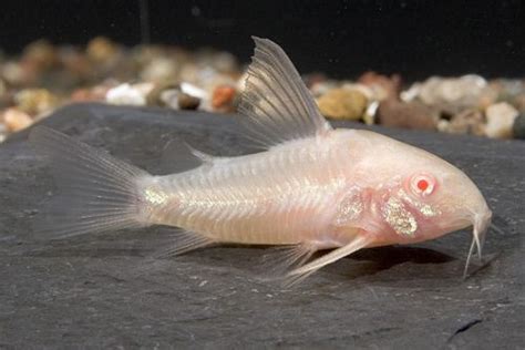 Albino Sterbai Cory Catfish Corydoras Venezuelanus Sydney Discus