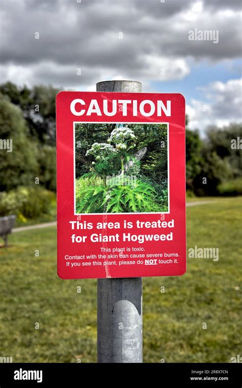 Giant Hogweed Warning Sign Heracleum Mantegazzianum England Rural Uk