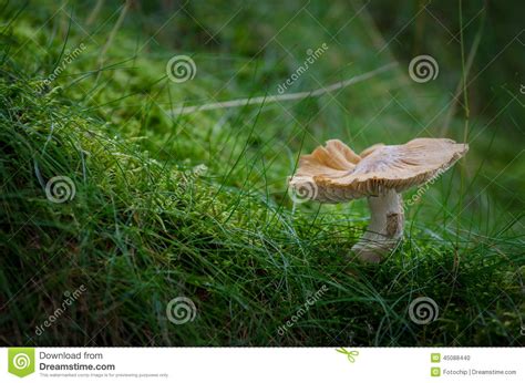 Solitary Mushroom In Moss Stock Photo Image Of Mushroom 45088440