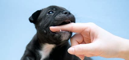 Barking can't be totally eliminated as it is a natural behavior and a form of puppy communication, but you can teach your puppy to reduce barking. What Age Do Puppies Lose Their Teeth?