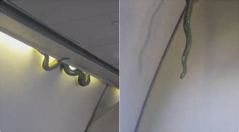 Snake On A Plane Unusual Passenger Makes Its Way Onto A Mexico Flight