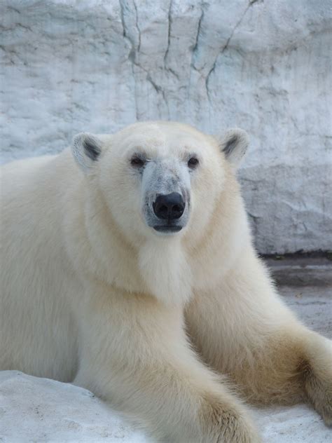 Maybe you would like to learn more about one of these? 上野動物園の北極熊 : スカイままの曇りのち晴れ時々Disney Walking