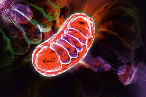 3d Rendered Digital Illustration Of Mitochondria In Colour Backg Abliva