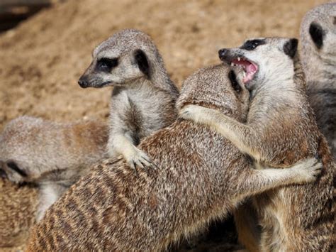 120 Meerkat Fight Stock Photos Pictures And Royalty Free Images Istock