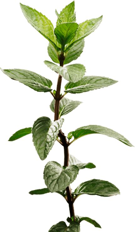 Peppermint Plant Image Mint Plant Transparent Clipart Full Size