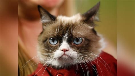 Internet Celebrity ‘grumpy Cat Has Died