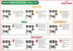 Body Condition Assessment Pet Better With Pet Circle