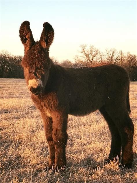 Texas Poitou Donkey Handsome Heath Hes Going To Be A Huge Boy Mini