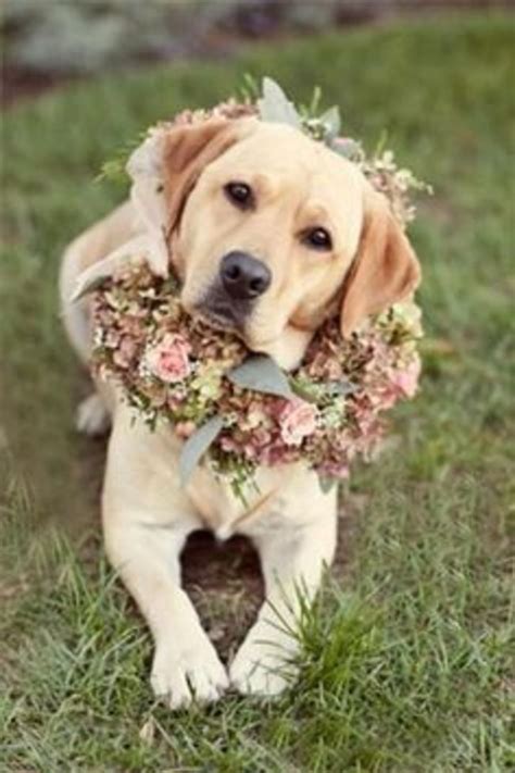 A Flower Collar For Your Dog And Other Unique Wedding Ideas