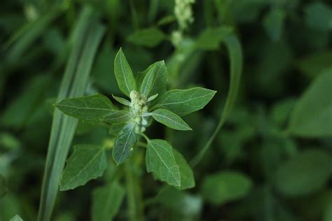 The 10 Most Troublesome Weeds In Broadleaf Crops Realagriculture