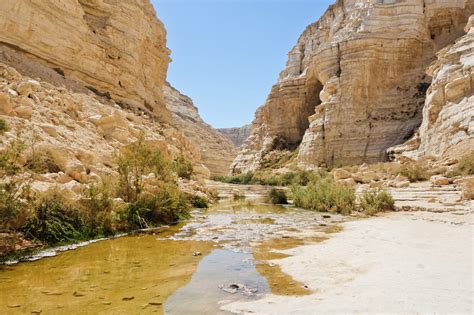 Pasture Living Travel Israel Shephelah Negev Desert Judah